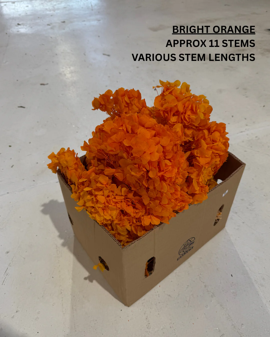 PRESERVED FLOWERS - Image 10